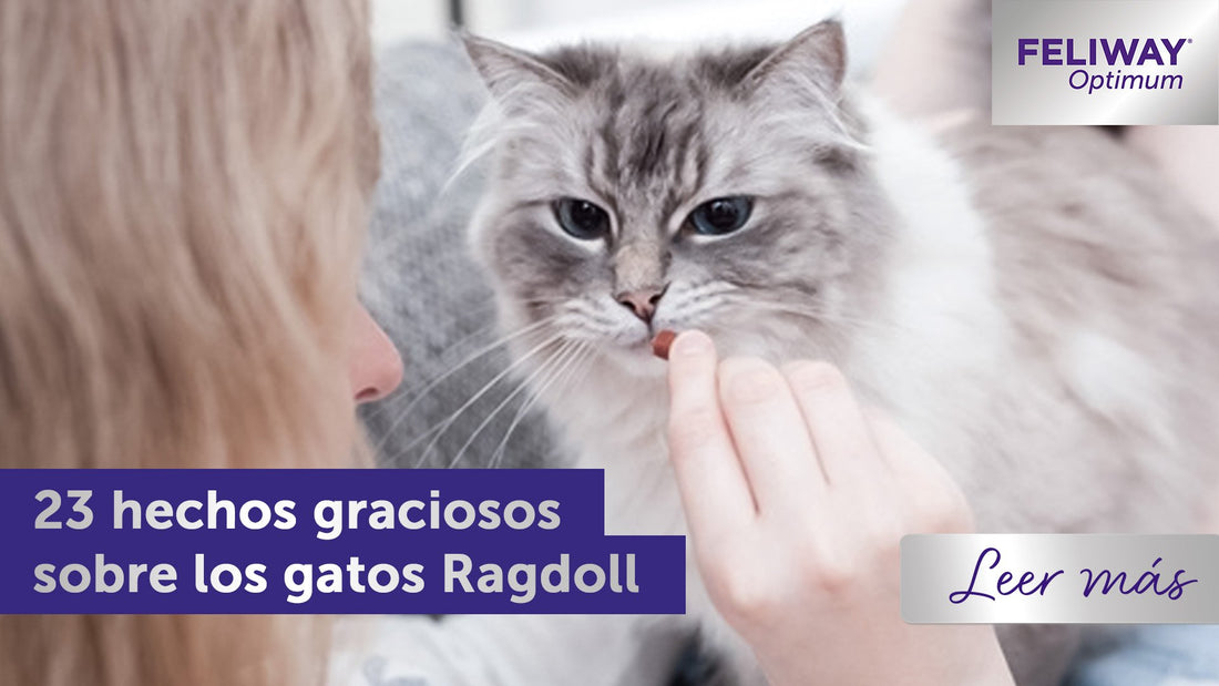 23 datos divertidos sobre los gatos Ragdoll