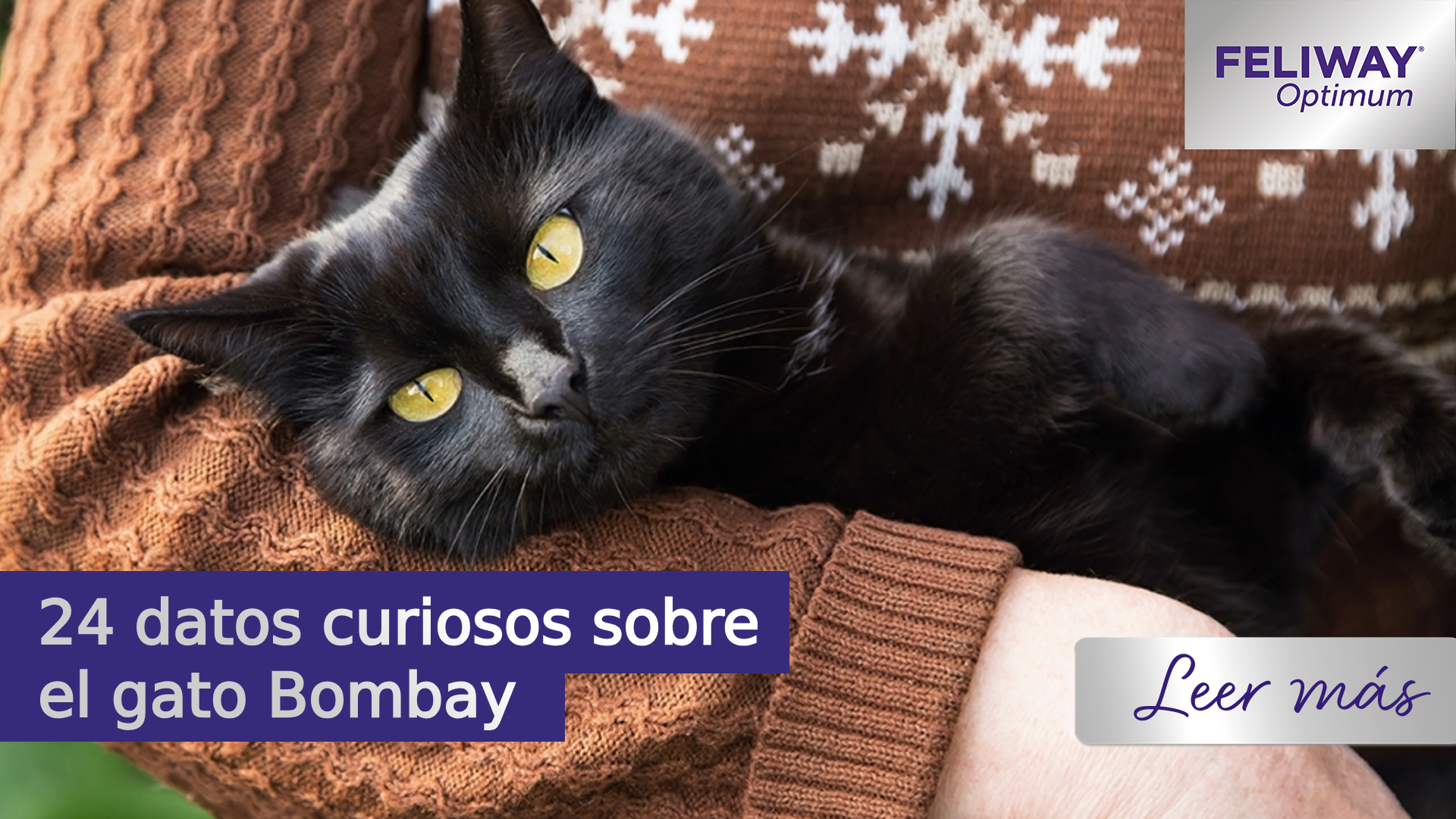24 datos curiosos sobre el gato Bombay
