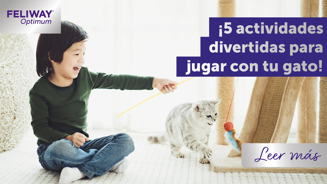 ¿Cómo jugar con tu gato? ¡5 actividades divertidas!