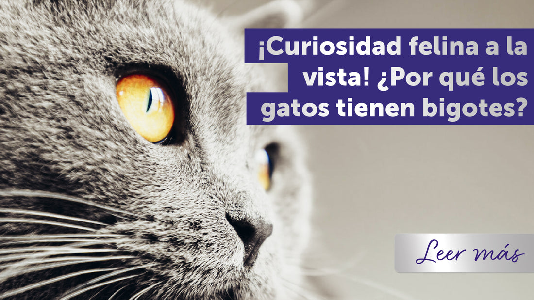 ¡Curiosidades felinas! ¿Por qué los gatos tienen bigotes?