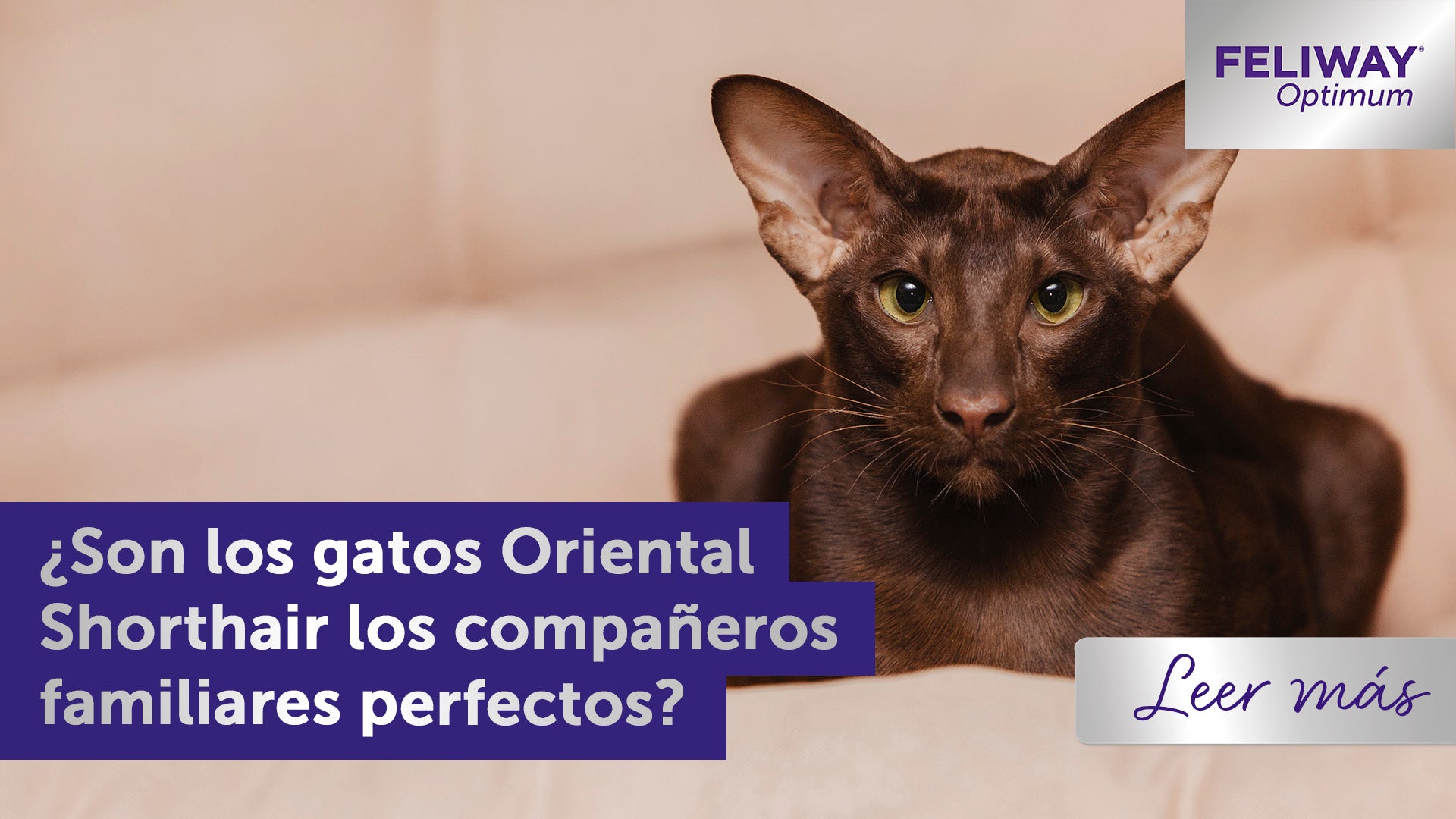 ¿Son los gatos Oriental Shorthair los compañeros familiares perfectos?