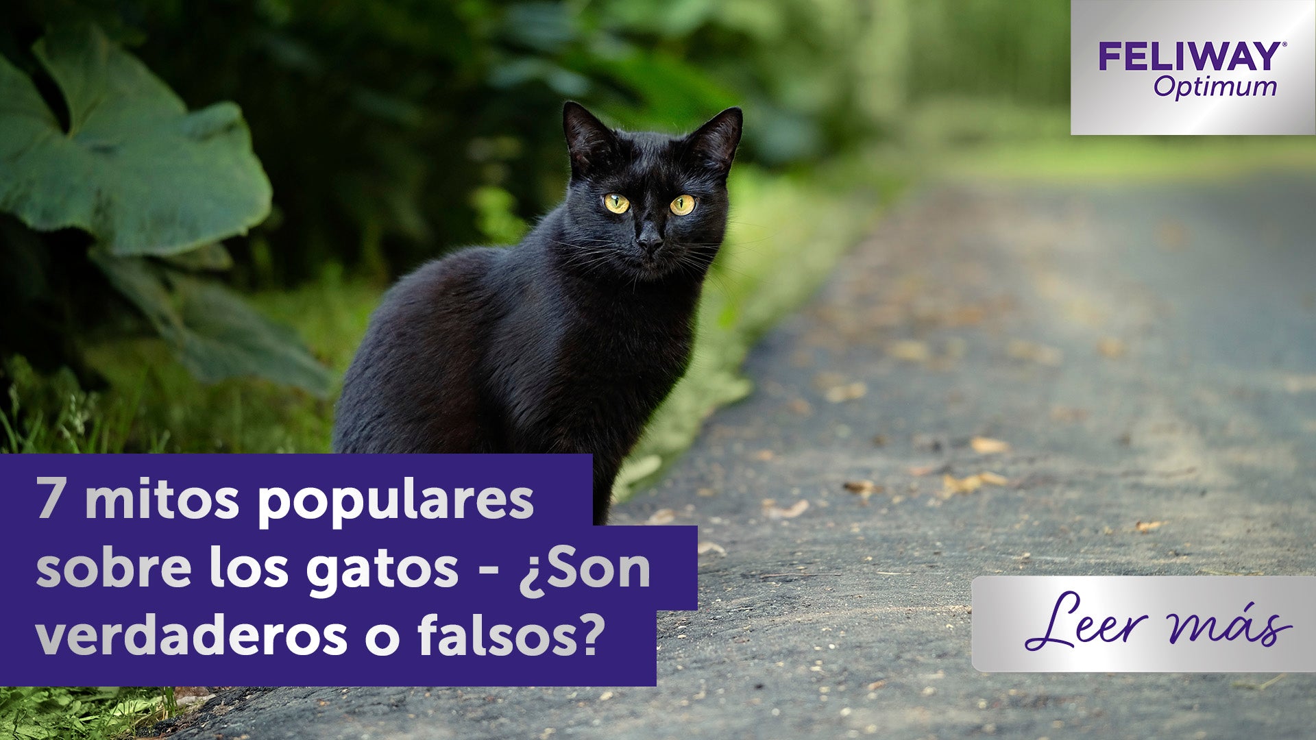 7 mitos populares sobre los gatos: ¿Son verdaderos o falsos?