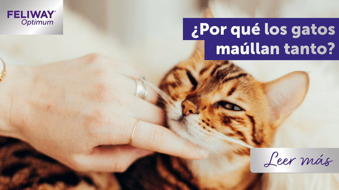 ¿Por qué maúllan tanto los gatos? El punto de vista de un gato