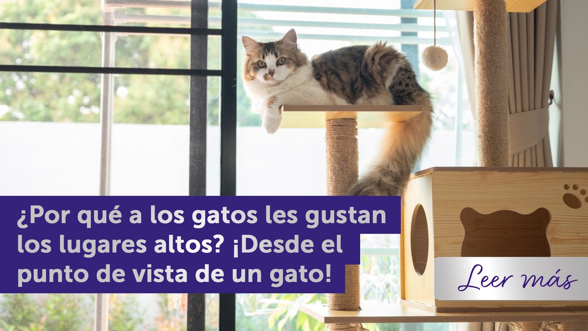 Gato sentado en un árbol para gatos junto a la ventana.