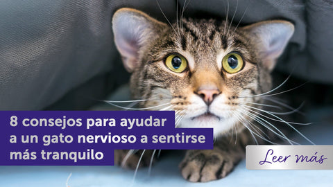 Gato atigrado nervioso escondiéndose bajo una manta.