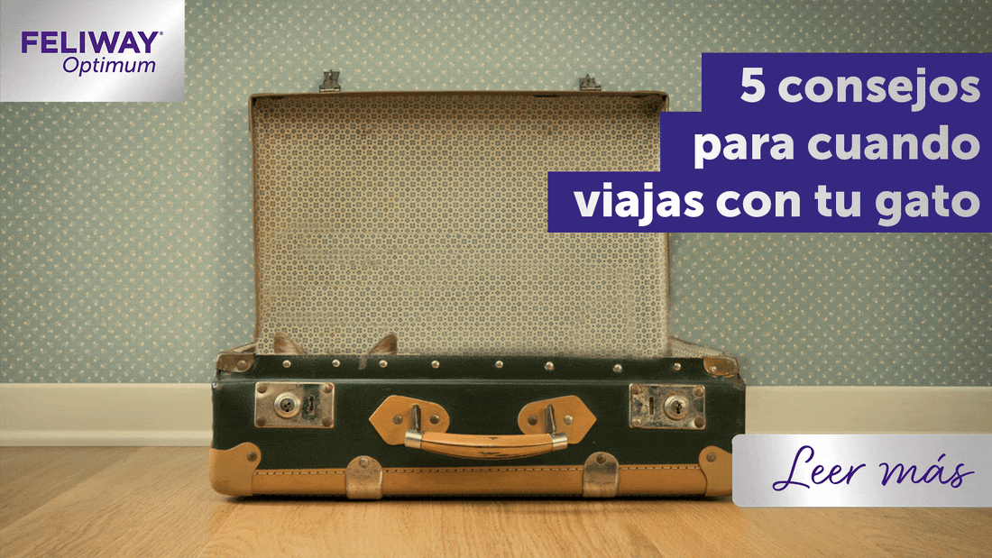 5 consejos para viajar con gatos