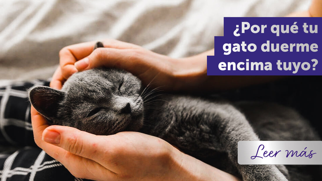 El punto de vista de un gato: ¿Por qué mi gato duerme encima de mí?