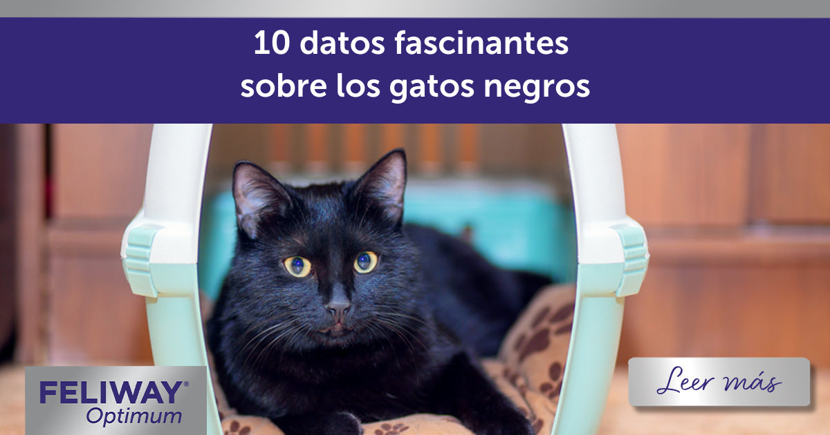 10 fascinantes datos sobre los gatos negros