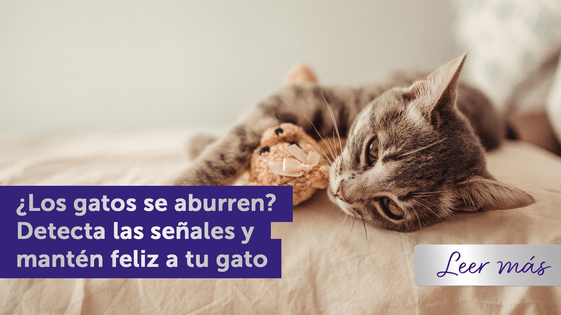 Gato atigrado tumbado en la cama