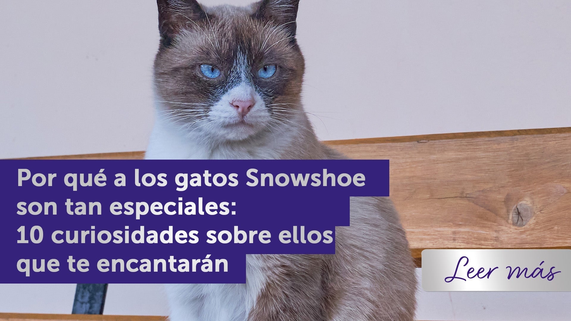 gato ojos azules mirando a la cámara