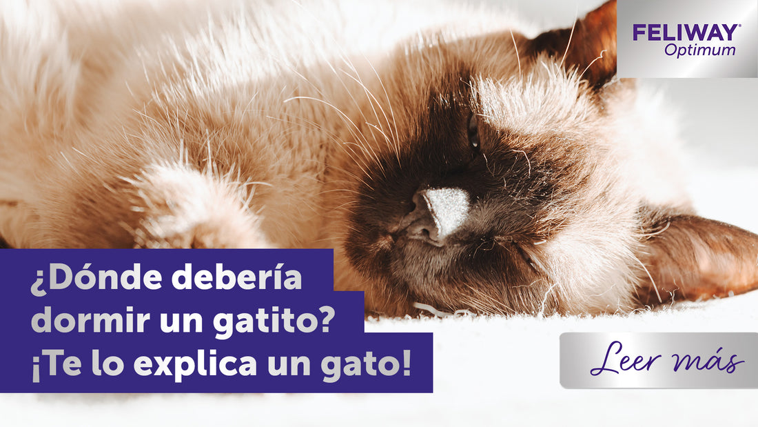¿Dónde debe dormir un gatito por la noche? El punto de vista de un gatito
