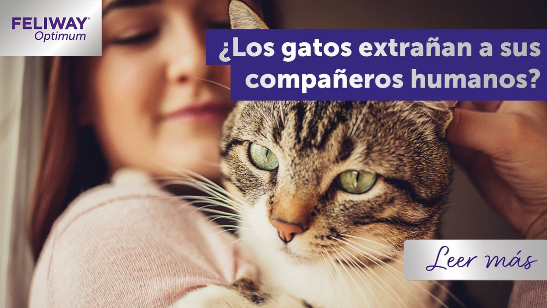 ¿Los gatos echan de menos a sus humanos?