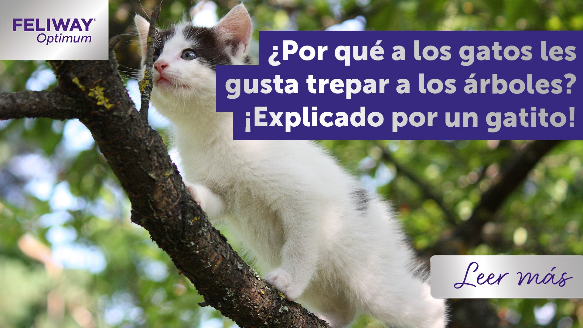 ¿Por qué a los gatos les gusta trepar a los árboles? ¡Explicado por un gatito!