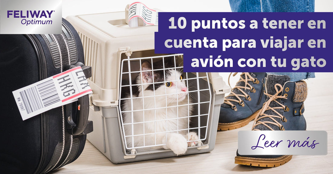 10 cosas a tener en cuenta para viajar en avión con tu gato