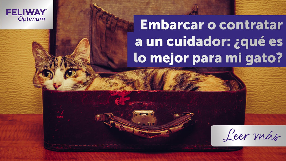 Me lo llevo o contrato a un cuidador: ¿Qué es lo mejor para mi gato?