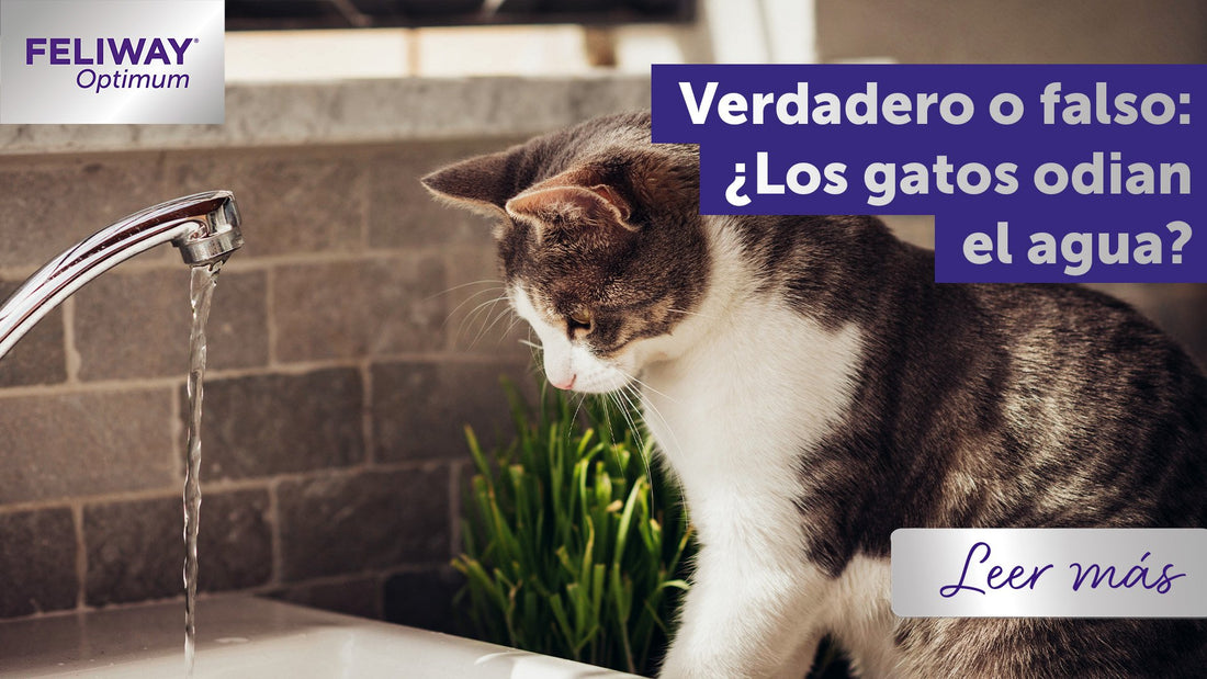 Verdadero o falso: ¿Los gatos odian el agua?