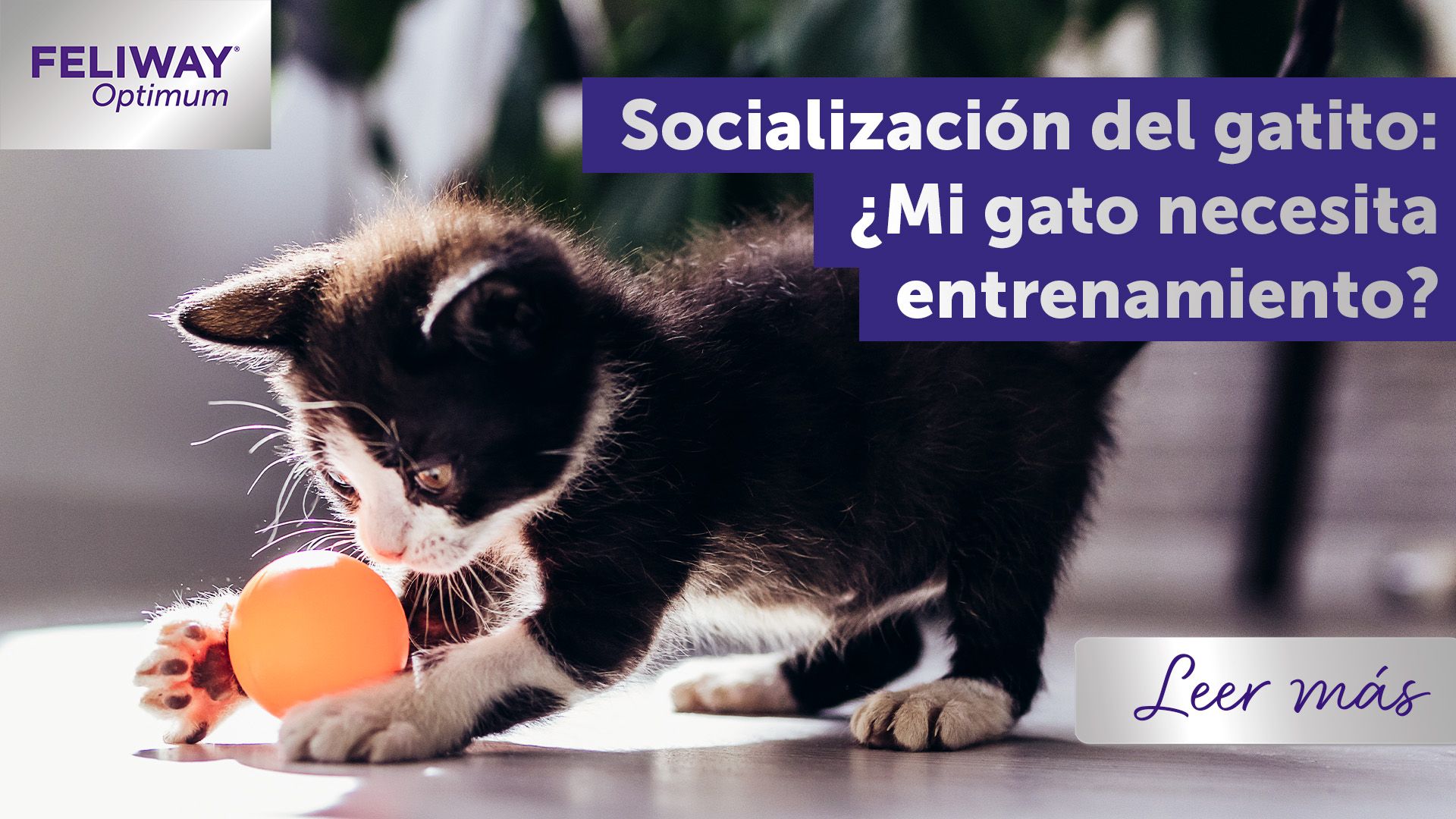 Socialización del gatito: ¿Mi gato necesita entrenamiento?