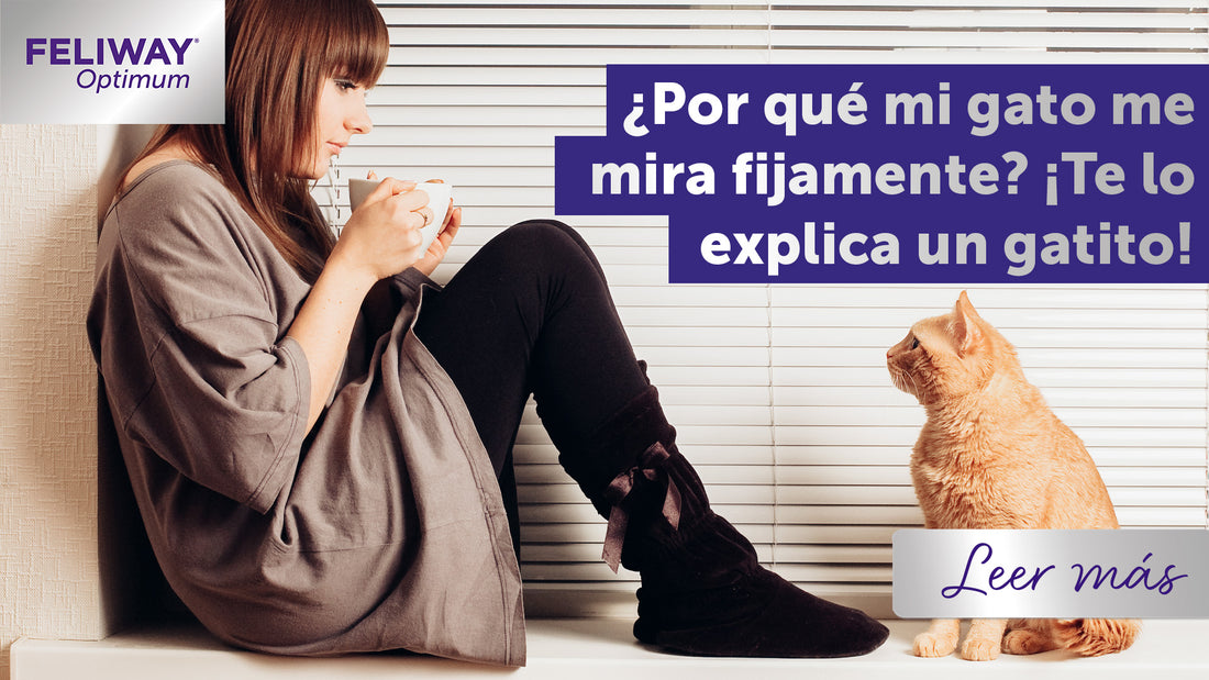 ¿Por qué mi gato me mira fijamente? ¡Te lo explica un gatito!