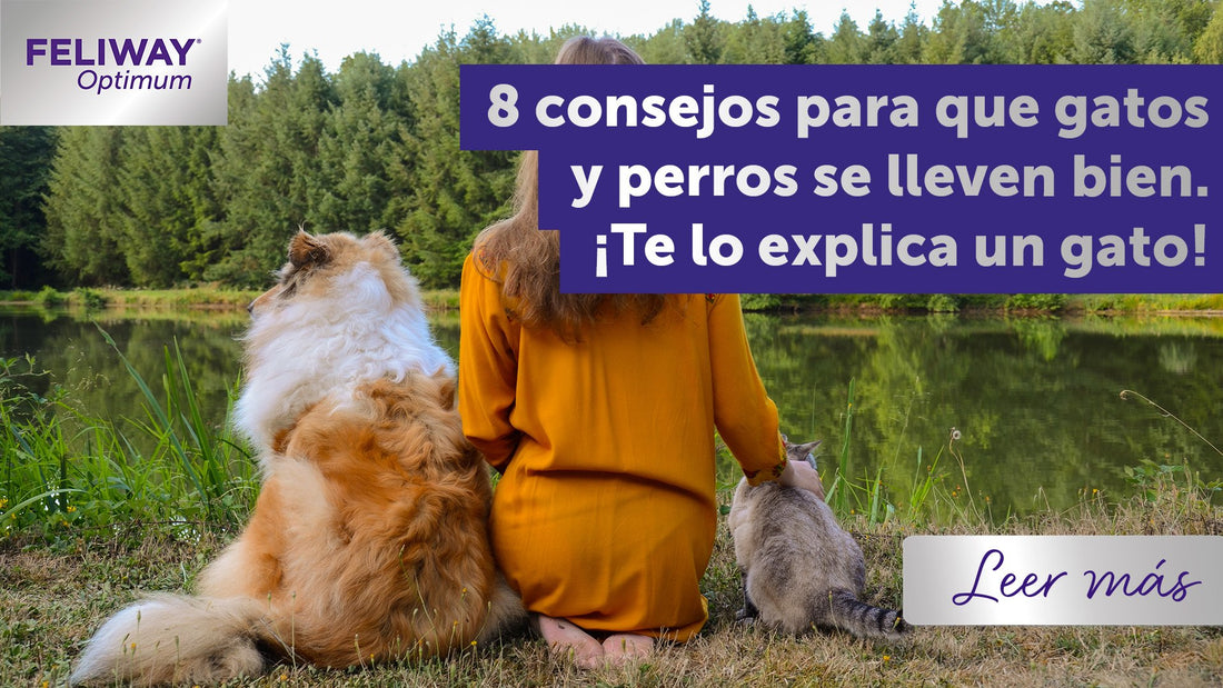 8 Trucos para ayudar a gatos y perros a llevarse bien (desde el punto de vista de un gato)