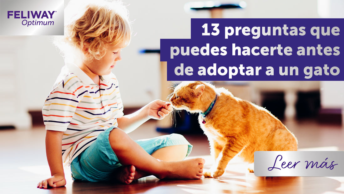 ¿Qué hay que saber antes de adoptar un gato?