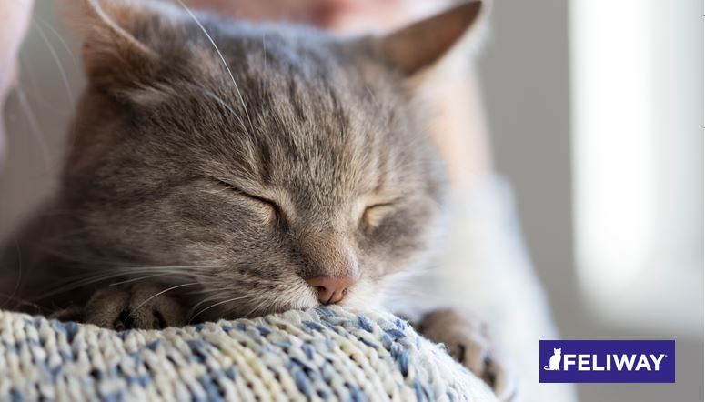 8 Maneras sorprendentes de tu gato de decirte que te quiere