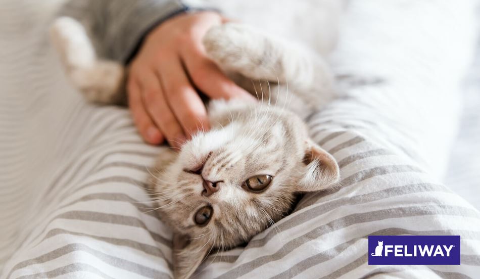 El punto de vista de un gato: entender la independencia felina