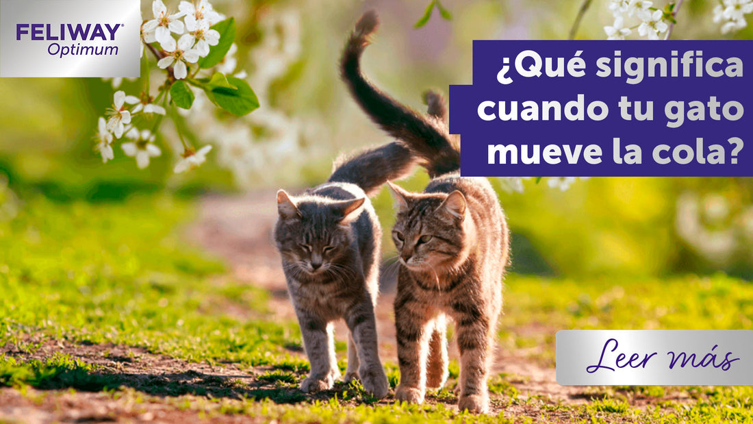 ¿Qué significa el movimiento de cola de tu gato?