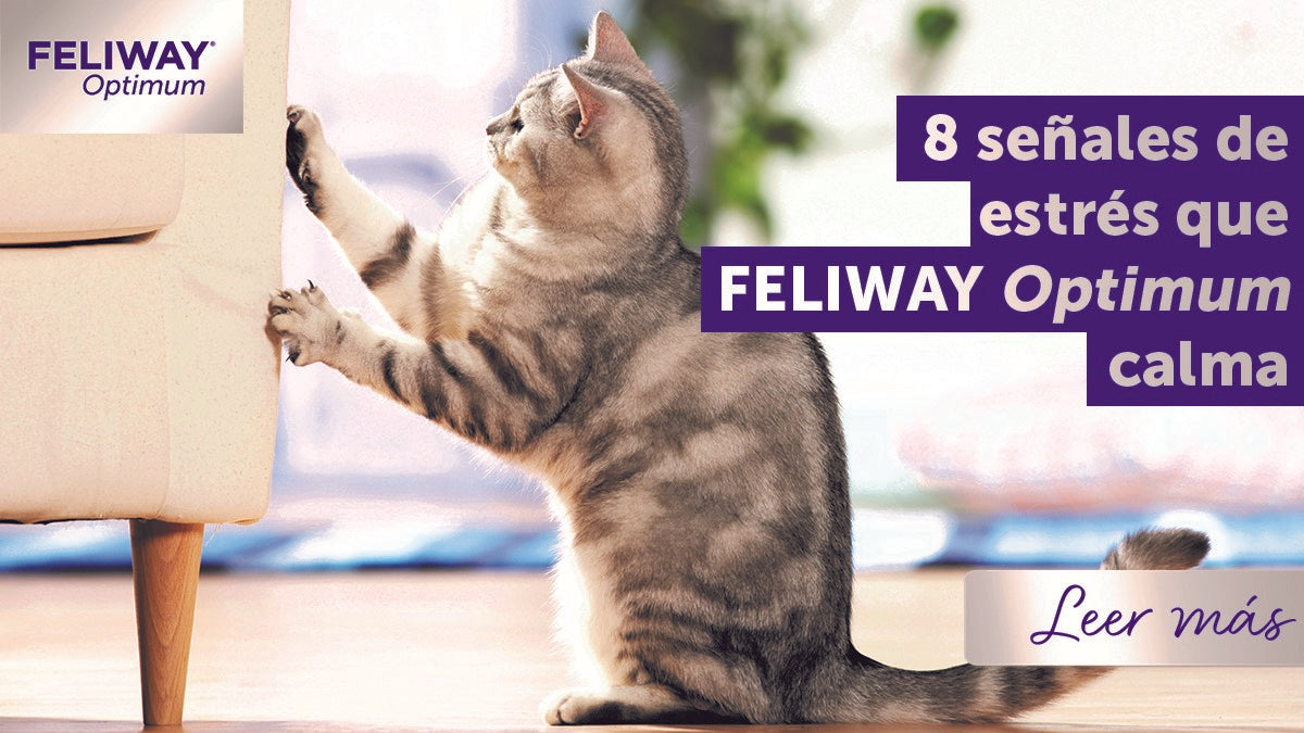 8 señales de estrés en gatos que FELIWAY Optimum ayuda a calmar