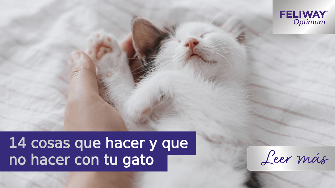 14 cosas que hacer y que no hacer con tu gato