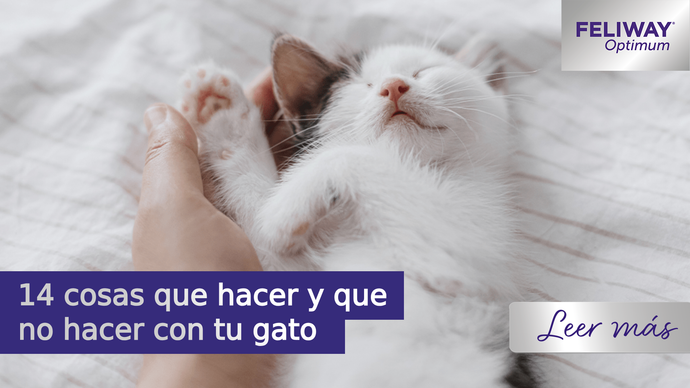 14 cosas que hacer y que no hacer con tu gato