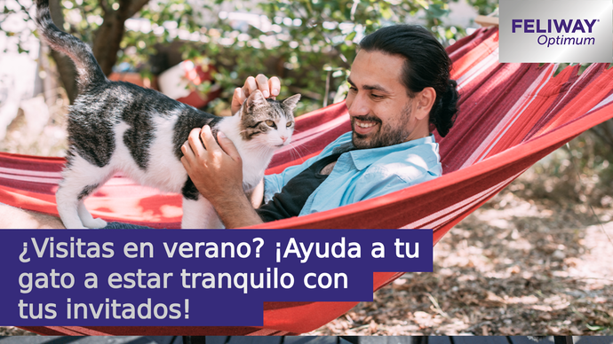 Visitas en verano. ¡Ayuda a tu gato a estar tranquilo con tus invitados!