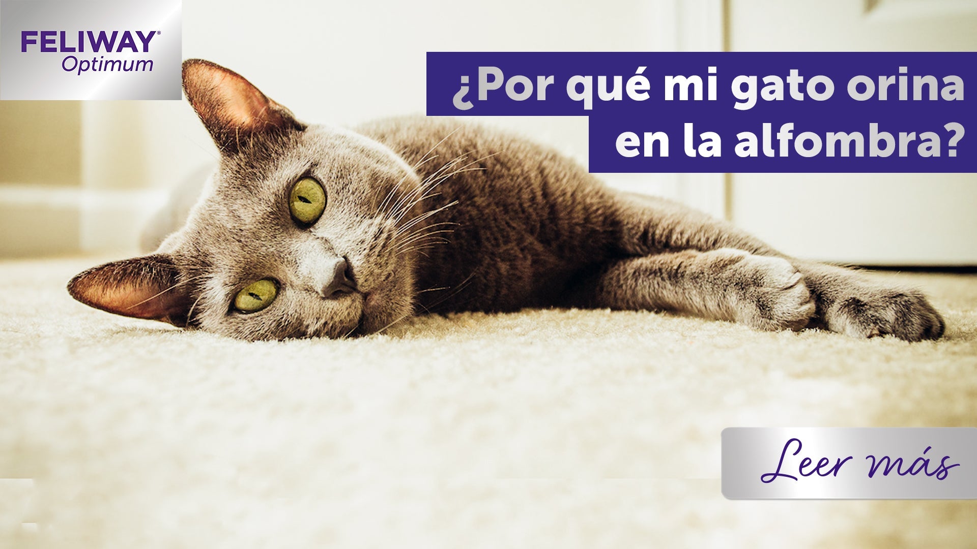 ¿Por qué mi gato orina en la alfombra? Causas y cómo frenarlo