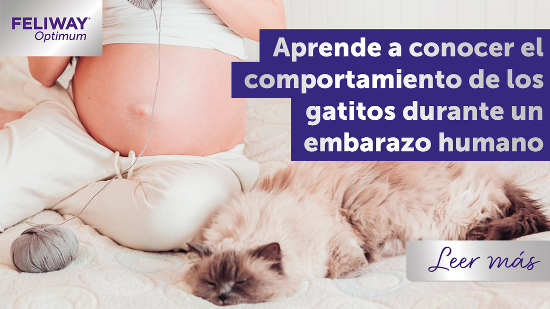 Entender el comportamiento de tu gato durante el embarazo
