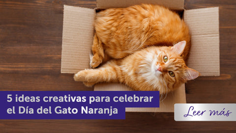 Gato naranja tumbado en una caja de cartón.