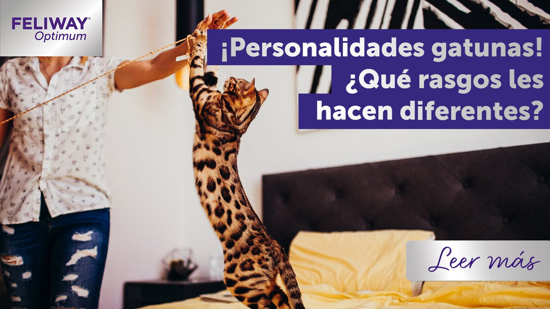 ¡Personalidades felinas! ¿Qué rasgos tienen las diferentes razas de gatos?