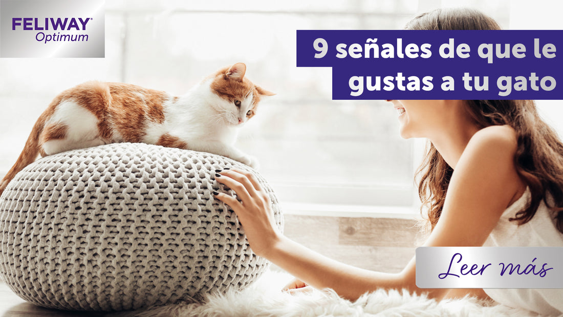 9 señales de que le gustas a tu gato y cómo construir vuestro vínculo