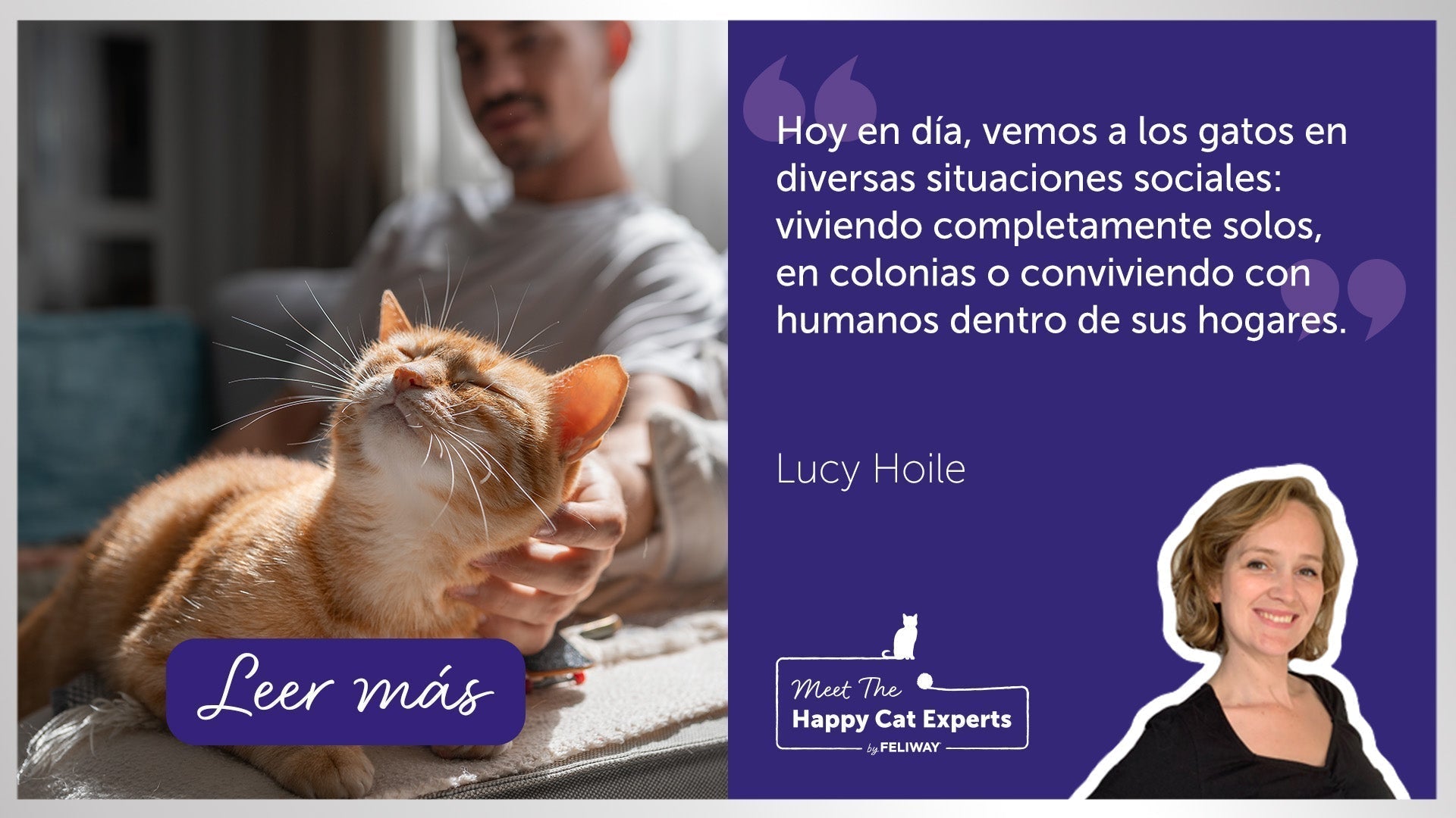 Persona acariciando a su gato pelirrojo que está sentado en el brazo de un sofá.