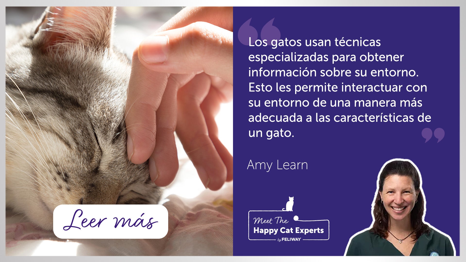 El sentido del tacto en los gatos: explicado por una experta en gatos felices | Happy Cat Expert