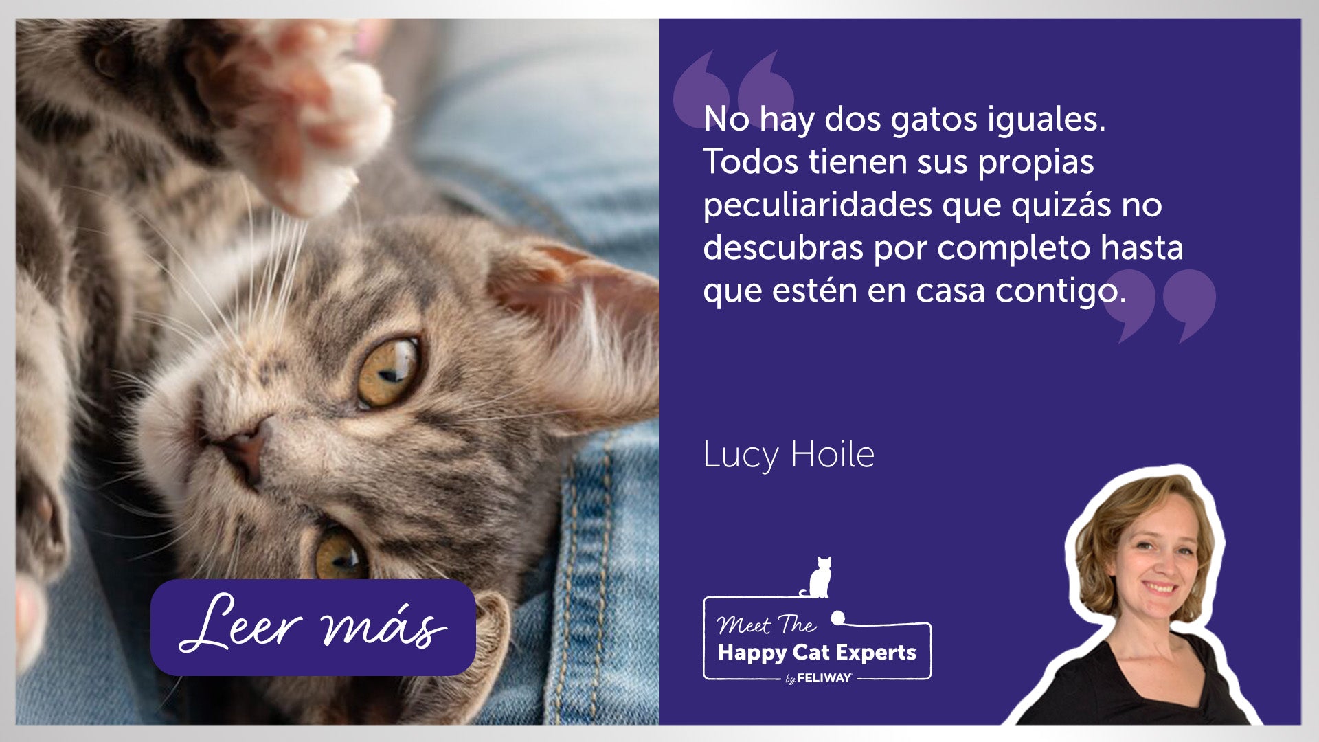 Pequeño gatito gris descansando en el regazo de una persona