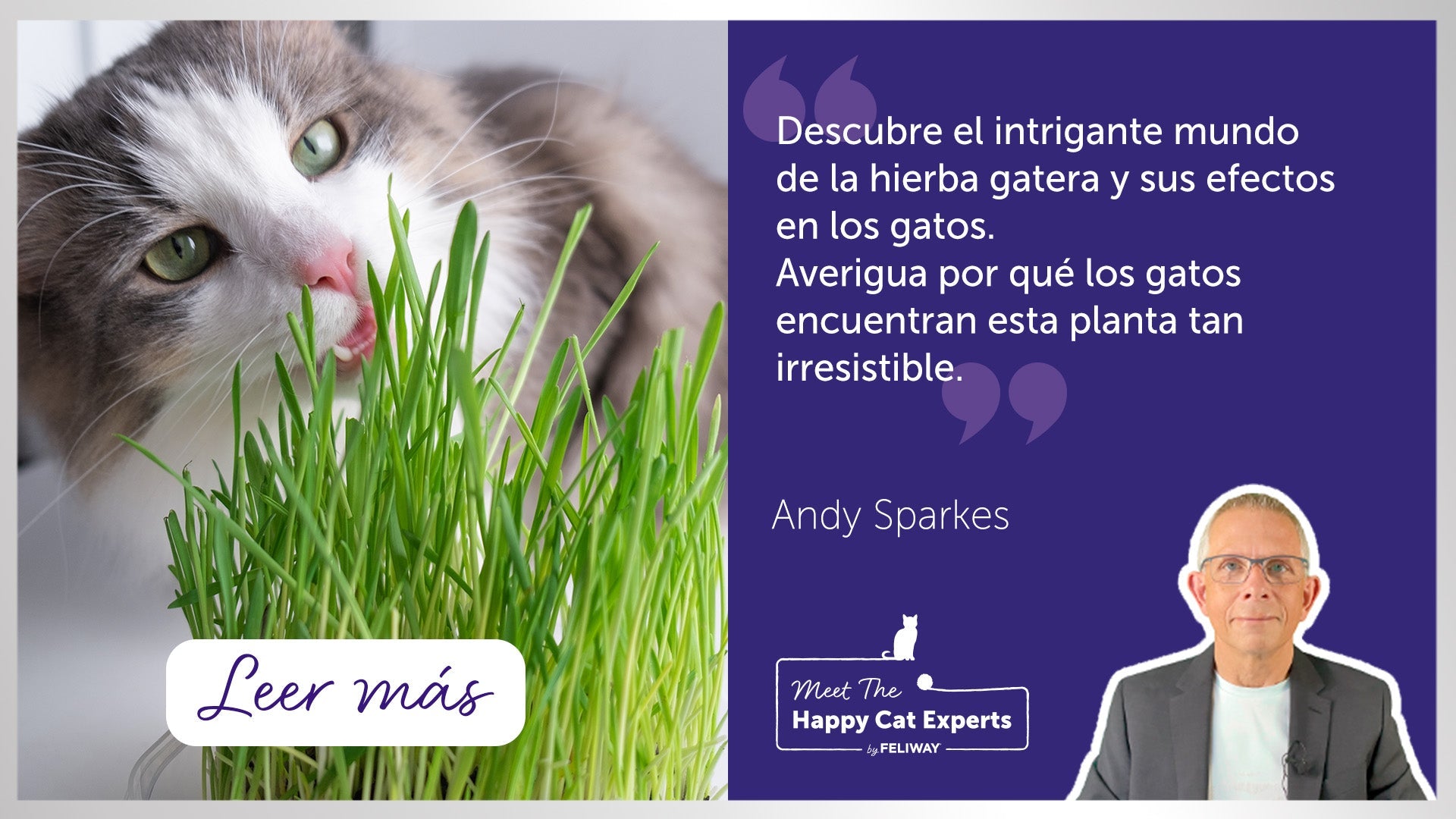 Los gatos y la hierba gatera... ¿A qué se debe esta atracción? | Happy Cat Expert