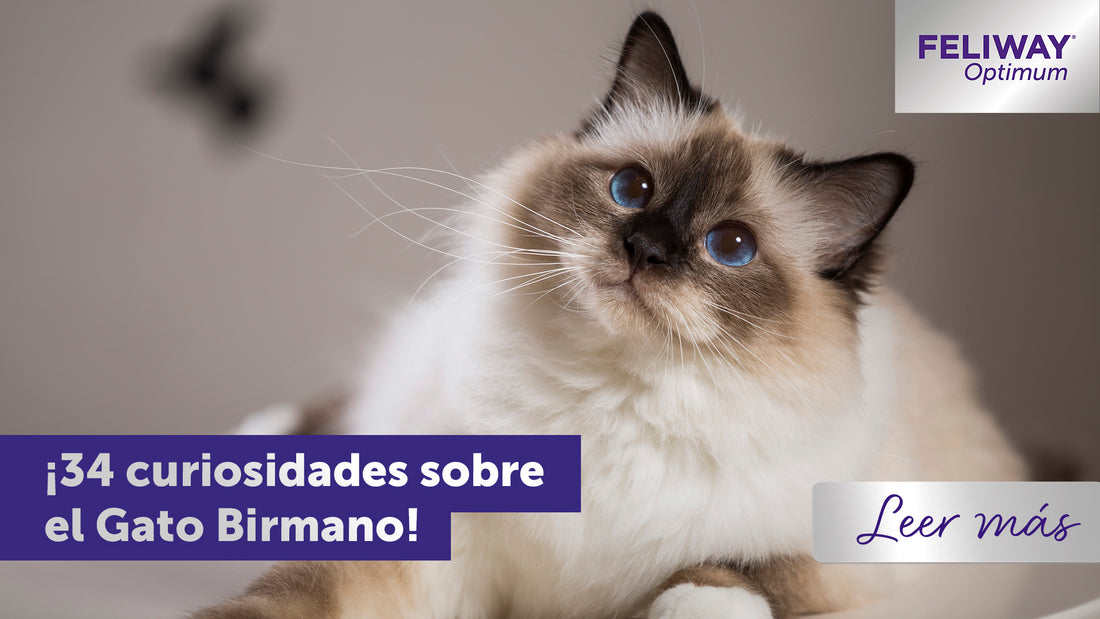 34 datos sobre los gatos birmanos