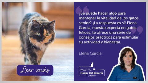 Cómo mantener activos a los gatos mayores: ¡una experta en gatos felices lo explica! | Happy Cat Expert