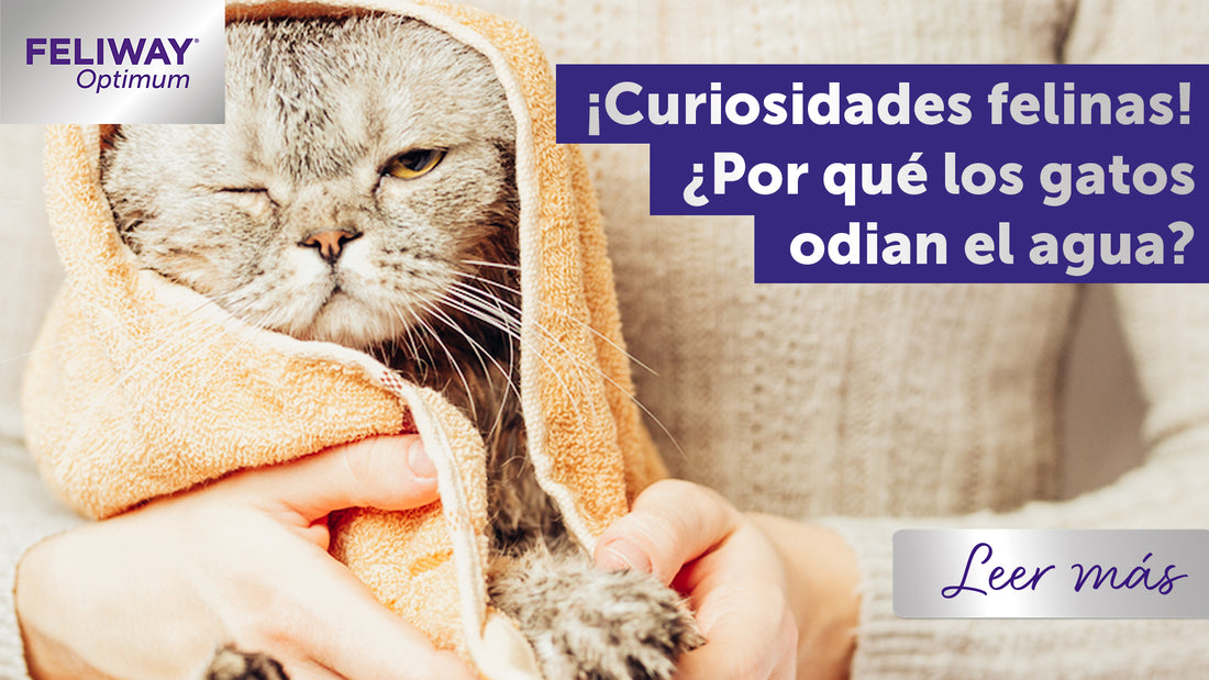 ¡Curiosidades felinas! ¿Por qué los gatos odian el agua?