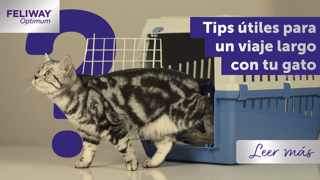 Consejos útiles para viajes largos con gatos