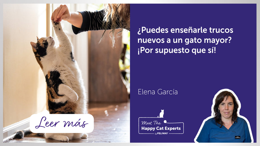¿Puedes entrenar a un gato? Algunos consejos para el entrenamiento de gatos