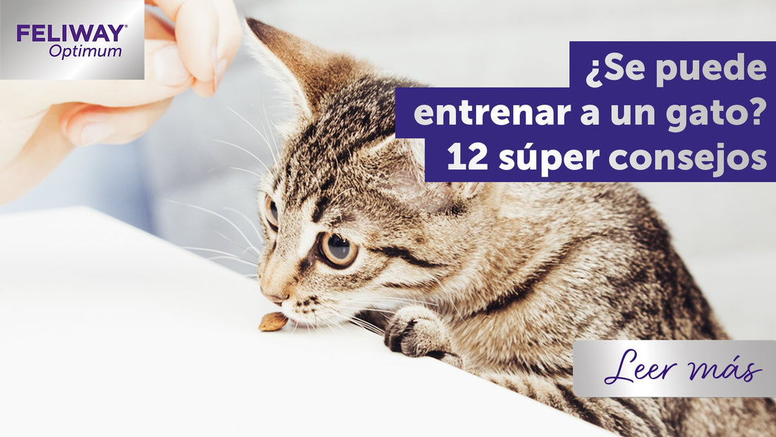 ¿Se puede entrenar a un gato? ¡12 súper consejos!