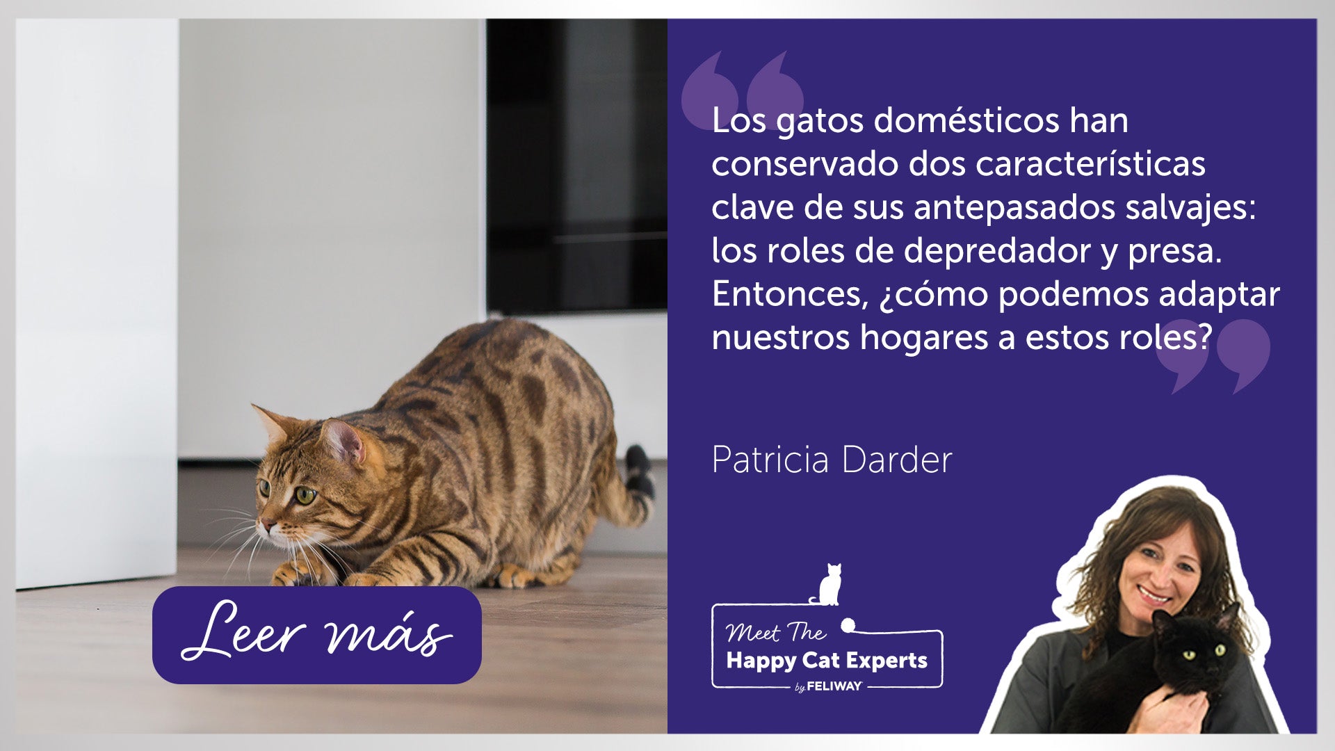 Gato bengalí jugando y cazando dentro de la casa.