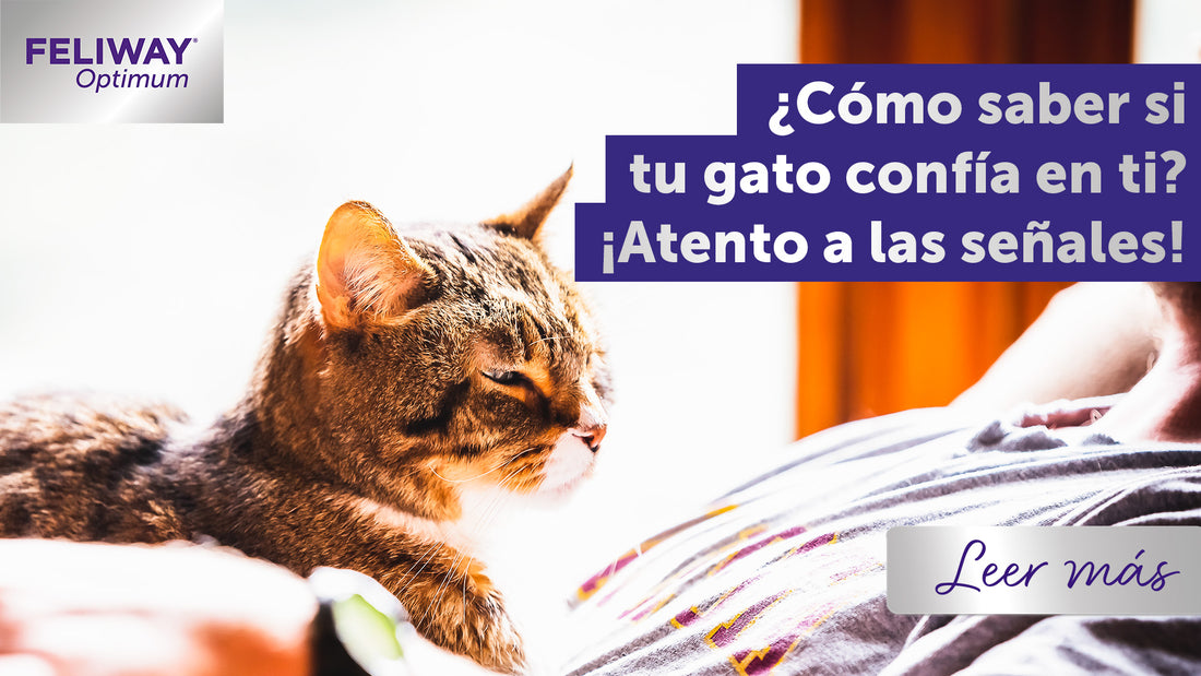 ¿Tu gato confía en ti? ¡Atención a estas señales!
