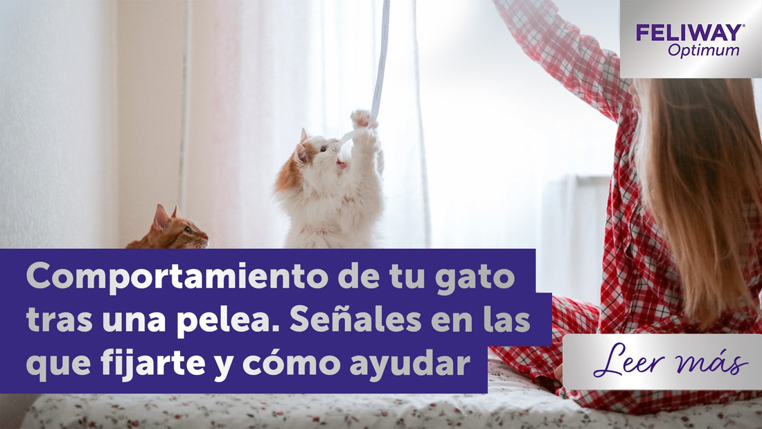 Peleas entre gatos: señales a tener en cuenta y cómo ayudar