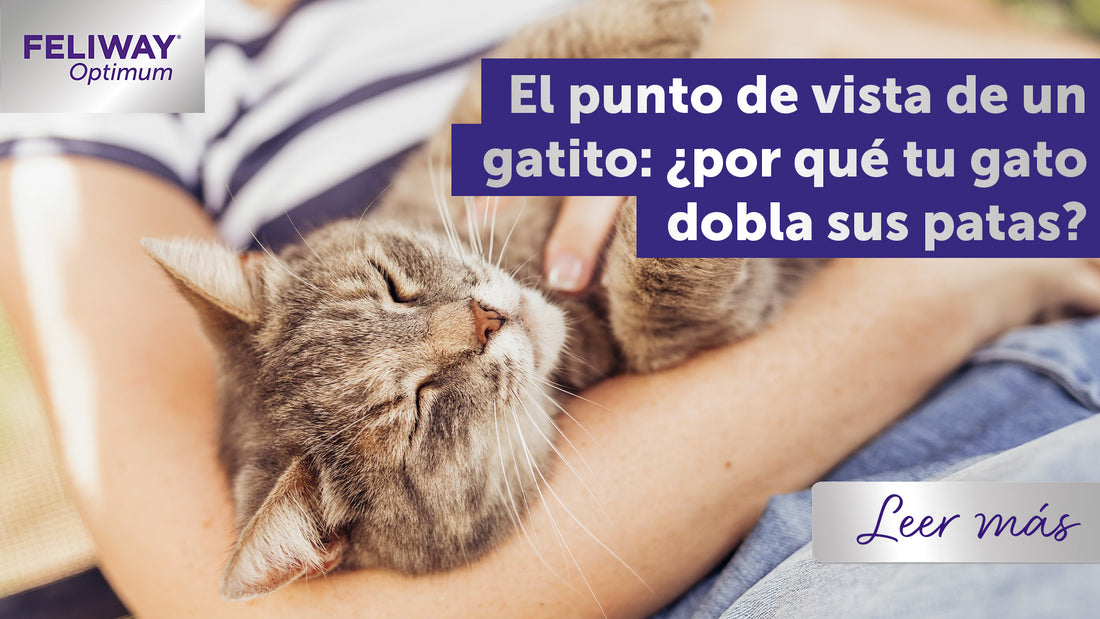 El punto de vista de un gatito: ¿Por qué mi gato encoge sus patas cuando duerme?